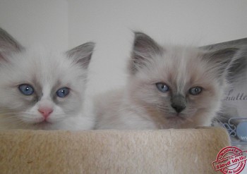 chatons ragdoll - 7 semaines - Chatterie Ragdolls du Val de Beauvoir